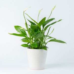 Spathiphyllum Lepelplant modelfoto