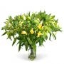 Gemengde Alstroemeria (15st)