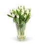 Witte Tulpen 