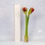 Duo amaryllis in BloomGift verpakking