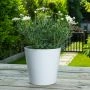 Struikmargriet Frutescens in witte pot sfeerfoto
