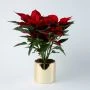 Kerstster Poinsettia in gouden pot