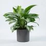 Aglaonema Silver Bay vooraanzicht foto