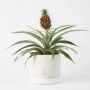Ananas Amigo inclusief pot