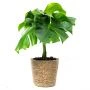 Gatenplant Monstera (incl. mand)