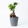 Bonsaiboompje (Ficus Ginseng)