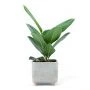 Ficus Audrey in vierkante Egna pot