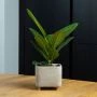 Ficus Audrey in vierkante Egna pot sfeerfoto