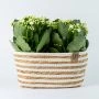 Kalanchoë wit in mand - modelfoto