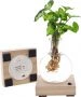 Lichtplantje Syngonium Pixie
