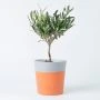 Olijfboompje in terracotta white pot (modelfoto)