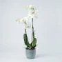 Orchidee wit in grijze pot 