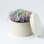 Pastel gipskruid bloementaartje vooraanzicht