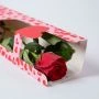 Rode roos in mooie valentijn draagtas