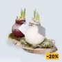 Wax Amaryllis bol met sneeuw op houten boomschors