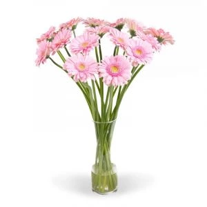 Roze gerbera's