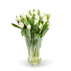 Witte Tulpen 