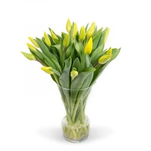 Gele Tulpen