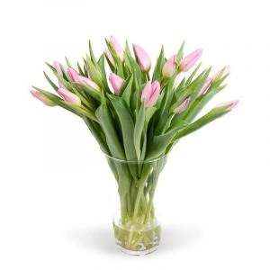 Roze Tulpen