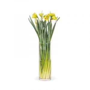 Narcissen (20st)