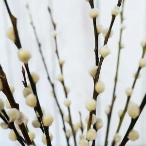 Wilgenkatjes (10 tak)