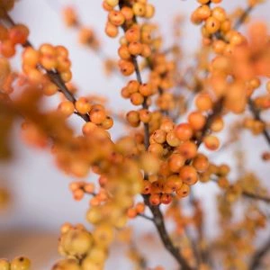 Gele Ilex kersttakken (5tak)