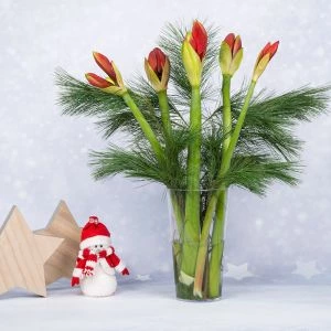 Boeket Amaryllis Rood