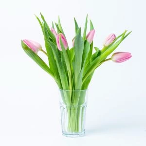 Roze Tulpen