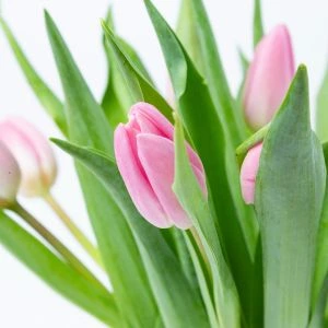 Roze Tulpen