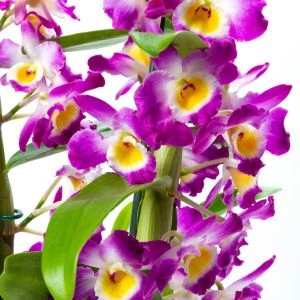 Bamboe Orchidee Paars