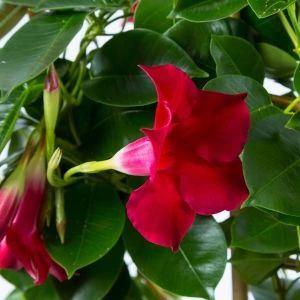 Mandevilla Rood 