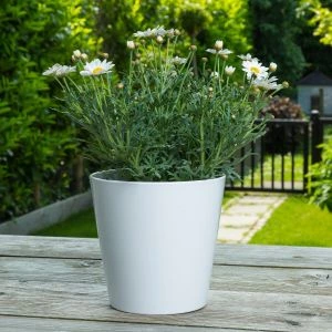 Struikmargriet Frutescens in witte pot sfeerfoto