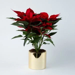 Kerstster Poinsettia in gouden pot