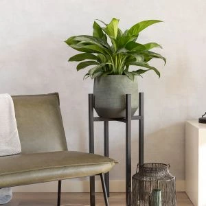 Aglaonema Silver Bay