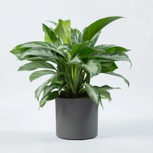 Aglaonema Silver Bay vooraanzicht foto