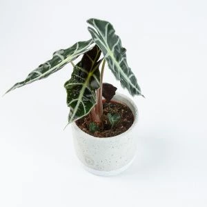 Alocasia Polly | ↕ 30cm | Ø 12cm
