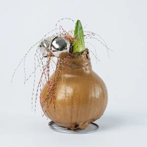 Amaryllis Bol Jingle Bellz