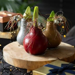 No Water Amaryllis wax bollen Jingle bells