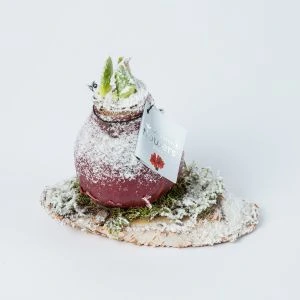 Wax Amaryllis Sneeuw op Hout