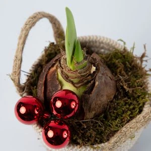 Amaryllis creatie in Mand