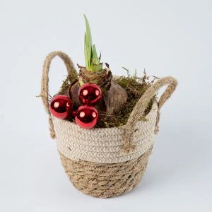 Amaryllis kerstcreatie in mand