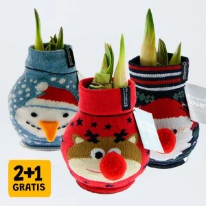 2x Amaryllis Bol + 1 GRATIS 