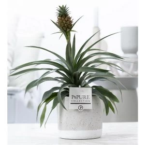 Ananas plant in keramieken jade pot