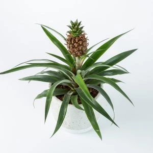 Ananasplant Amigo