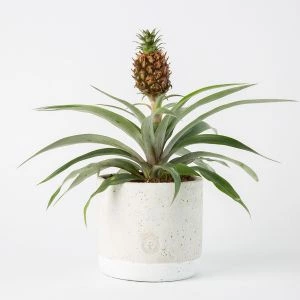 Ananas Amigo inclusief pot