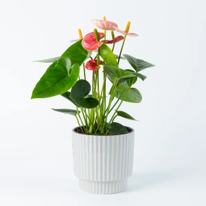 Roze Anthurium plant inclusief sierpot