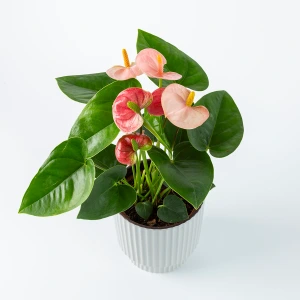 Flamingoplant Roze 