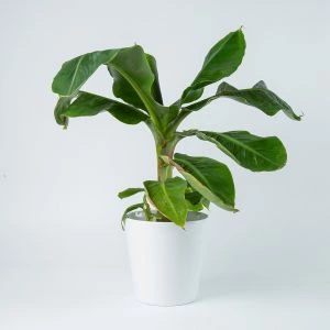 Bananenplant