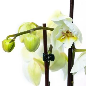 Orchidee Wit 2-Tak