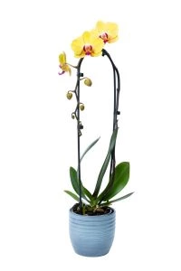 Orchidee geel boogvorm